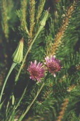 Vegetable Oyster Plant, Salsify, Wild Quinine 'Giant'