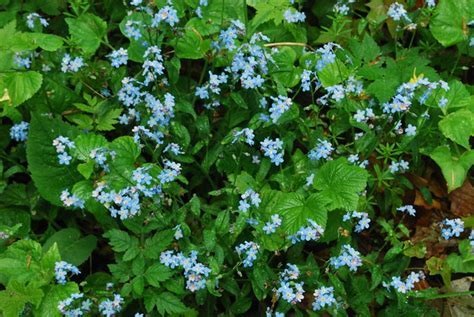 Myosotis, Woodland Forget-Me-Not Royal Blue Compact