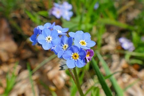Myosotis, Woodland Forget-Me-Not Spring Symphony Blue