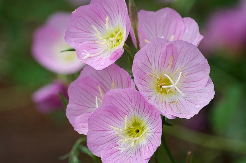Oenothera Species, Largeflower Evening Primrose, Showy Evening Primrose
