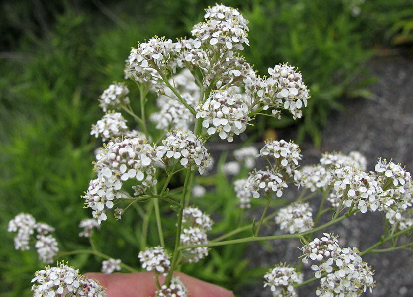 Lepidium Species, Wrights Pepperweed