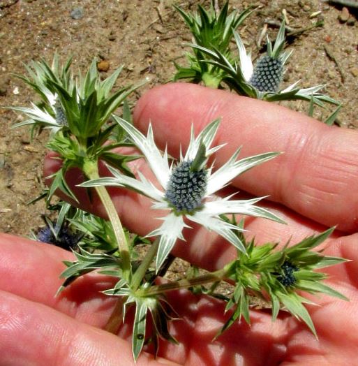 Eryngium Species, Hierba Del Sapo