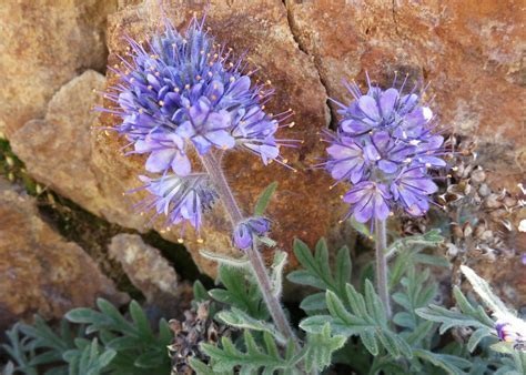 Phacelia Species, Texan Phacelia