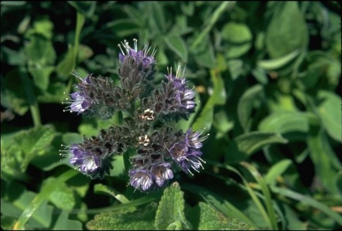 Phacelia Species, Rock Phacelia