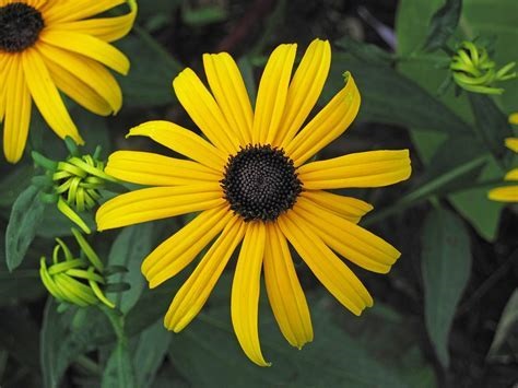 Rudbeckia Species, Black-eyed Susan