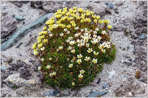 Micranthes Species, Texas Saxifrage