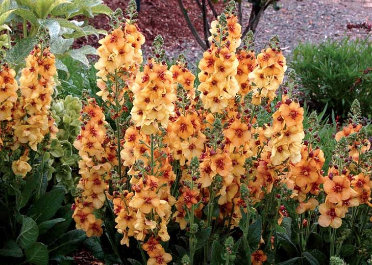 Verbascum, Hybrid Mullein, Ornamental Mullein Honey Dijon