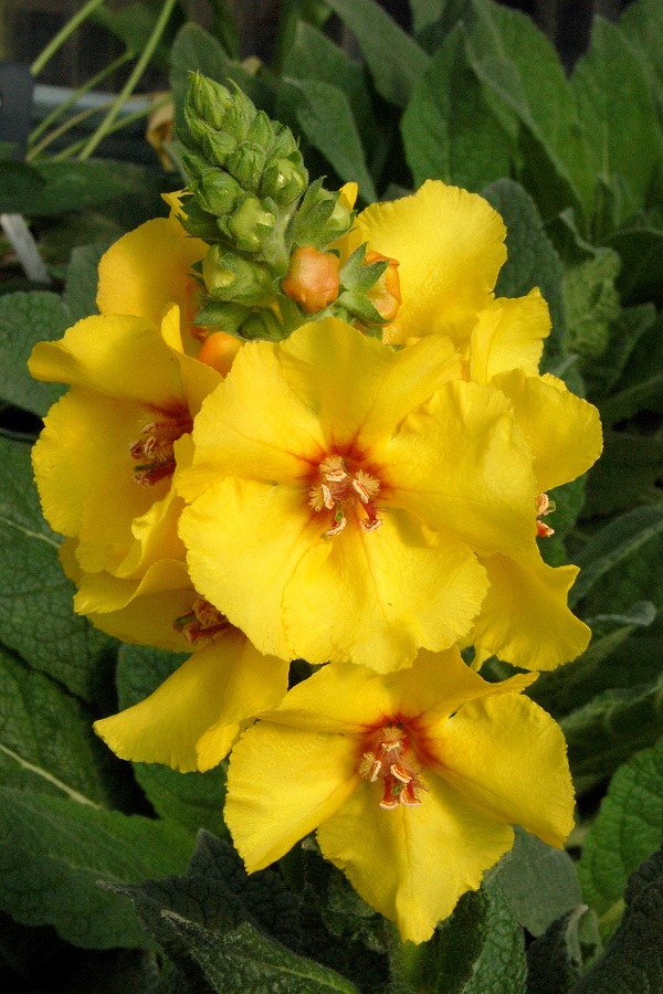 Verbascum, Hybrid Mullein, Ornamental Mullein Lemon Sorbet