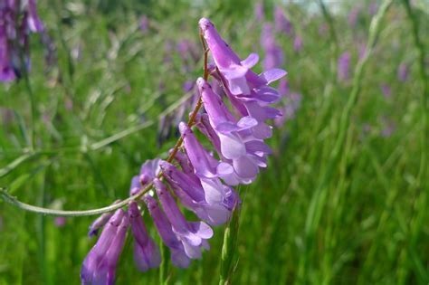Vicia Species, Fodder Vetch, Winter Vetch