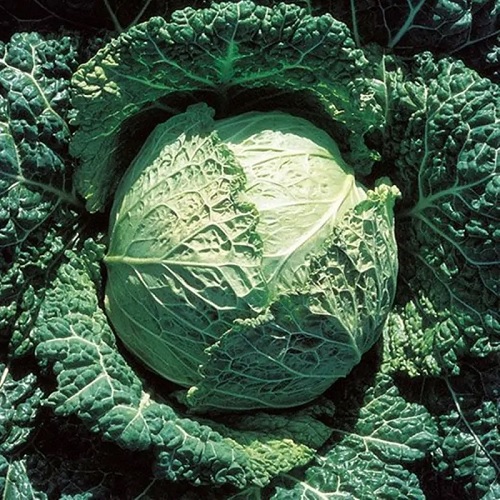 Savoy Cabbage dAubervilliers