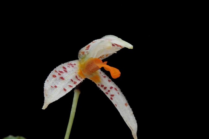 Species Orchid Pleurothallis-Like Masdevallia