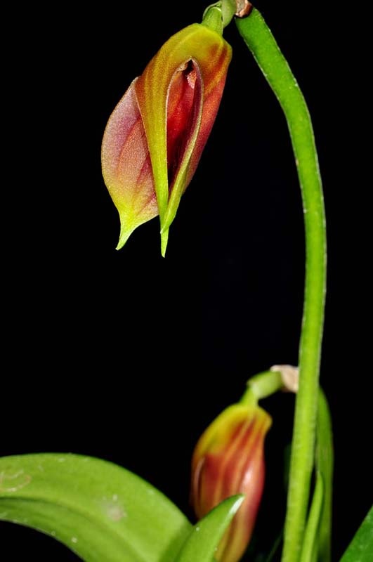 Species Orchid Portillas Masdevallia