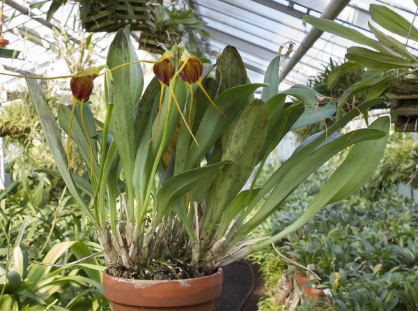 Species Orchid Posadas Masdevallia