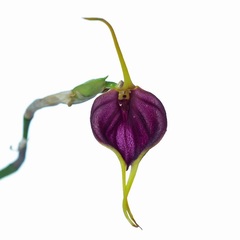 Species Orchid Medallion Masdevallia