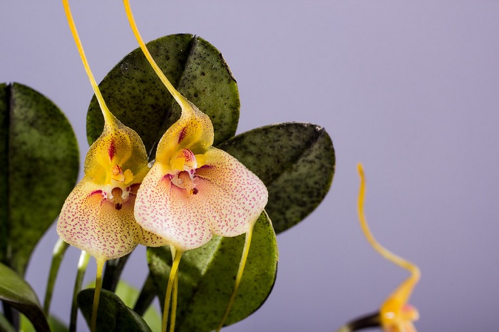 Species Orchid Winged Tongue Masdevallia