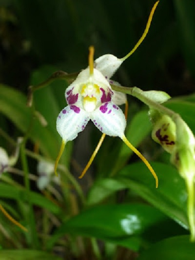 Species Orchid Beautiful Masdevallia