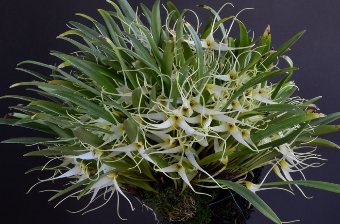 Species Orchid Dwarf Masdevallia