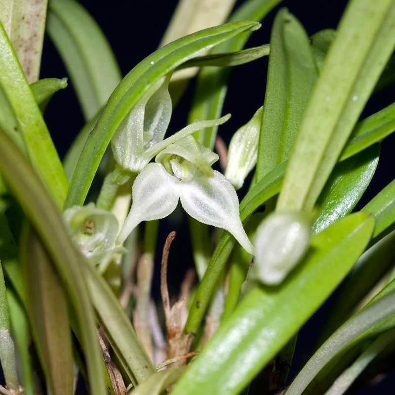 Species Orchid (Diodonopsis pygmaea) Dwarf Masdevallia
