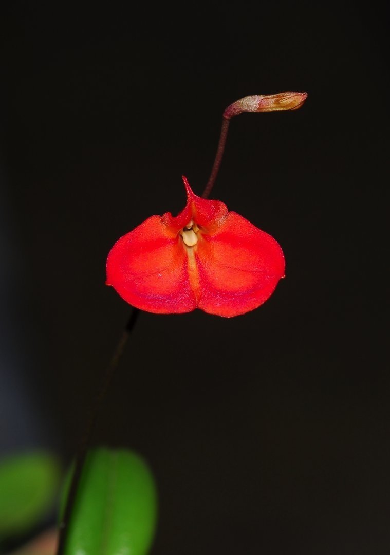 Species Orchid Racemose Masdevallia
