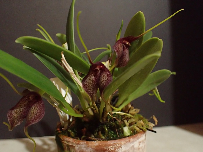 Species Orchid Receptor Masdevallia