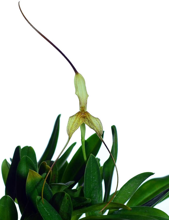 Species Orchid Folded Back Masdevallia