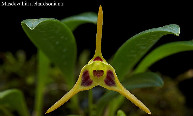 Species Orchid Richardsons Masdevallia