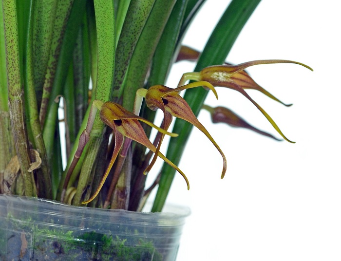 Species Orchid, Masdevallia - Rigens