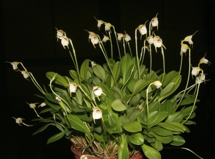 Species Orchid White Rima-Rima Masdevallia