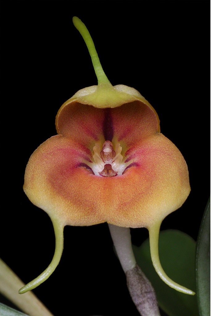 Species Orchid Rodolfos Masdevallia