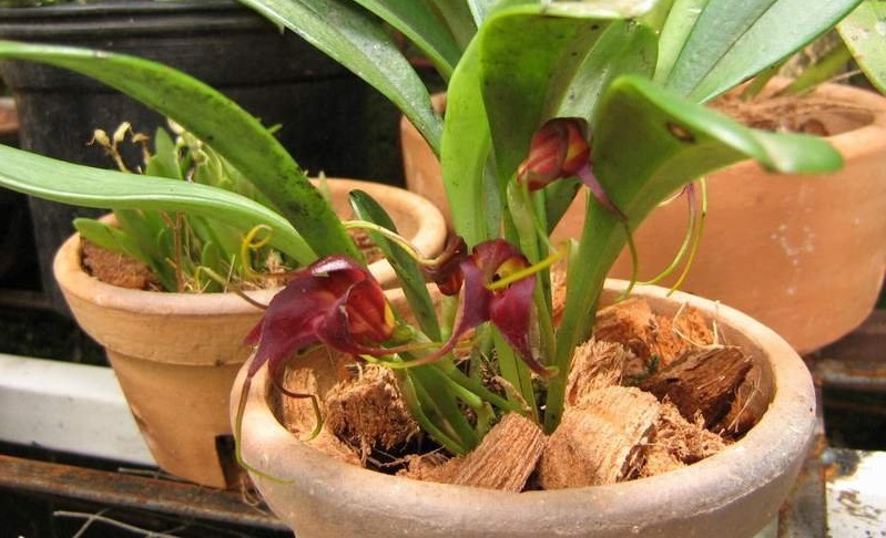 Species Orchid Rolfes Masdevallia