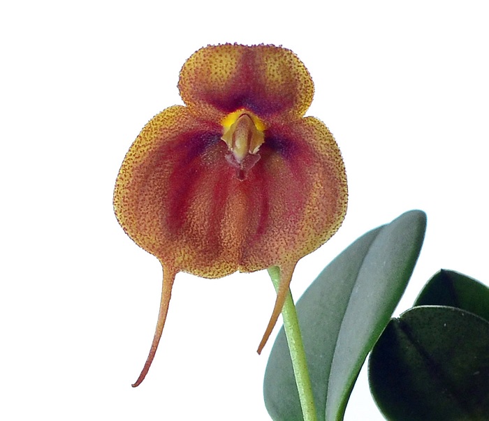 Species Orchid Ruby Red Masdevallia