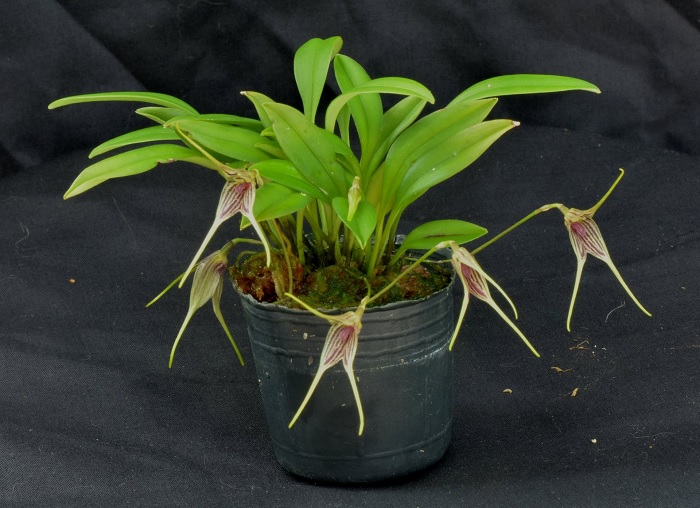 Species Orchid Sanchez Masdevallia