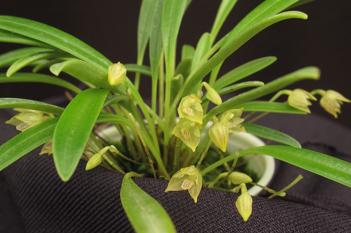 Species Orchid Santa Rosa Masdevallia