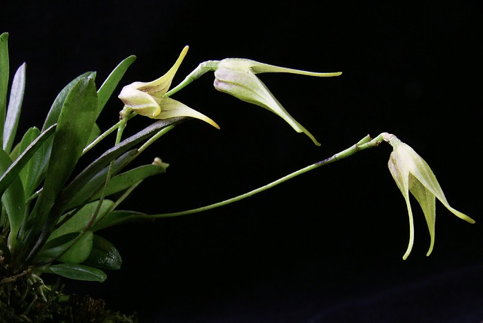 Species Orchid Split Petal Masdevallia