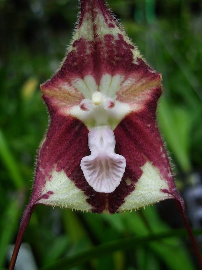 Species Orchid Nosferatu Dracula
