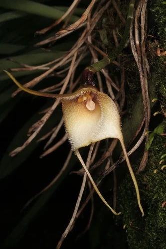 Species Orchid Snake-Headed Dracula