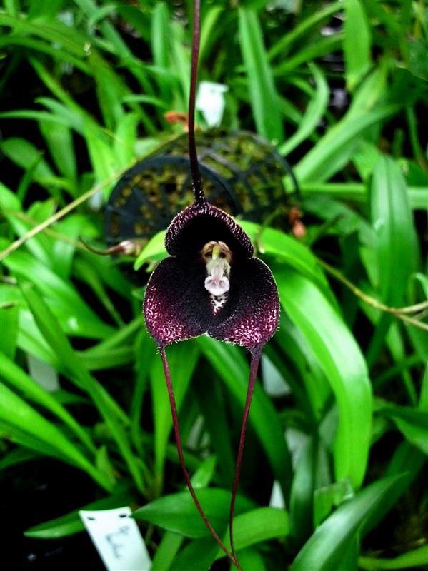 Species Orchid Cave-Hiding Dracula