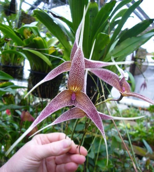 Species Orchid Broad-Throat Dracula
