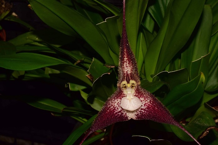 Species Orchid Cyclops Dracula