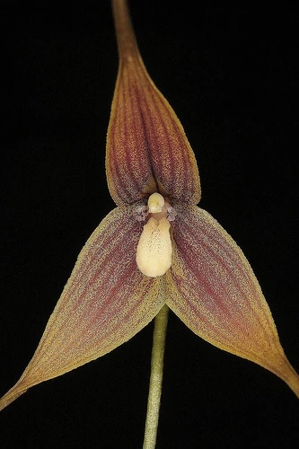 Species Orchid Portillas Dracula