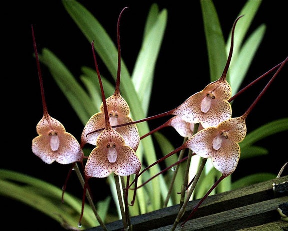 Species Orchid Parrot Dracula