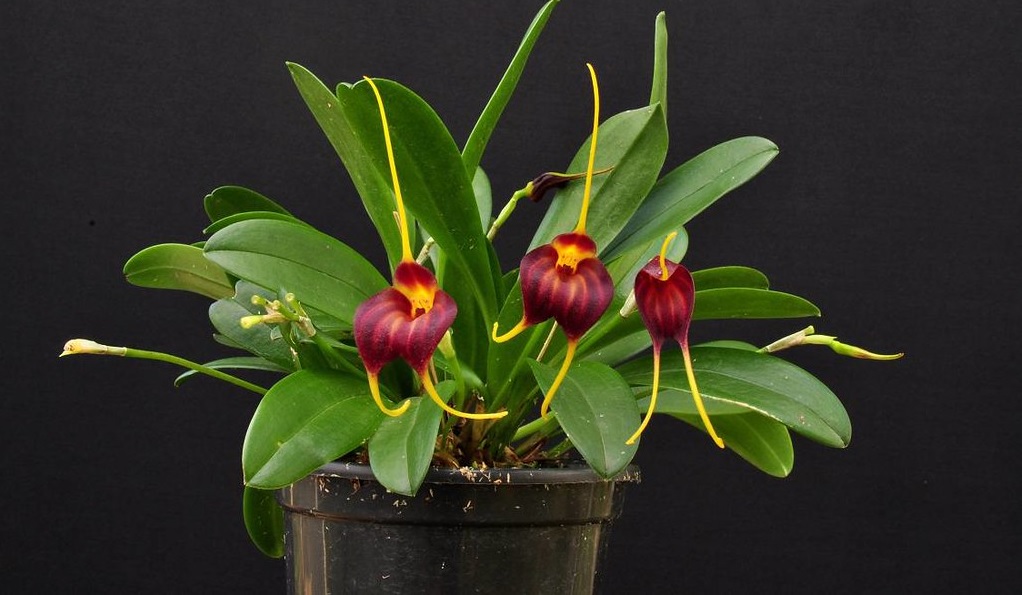 Species Orchid Pretty Masdevallia