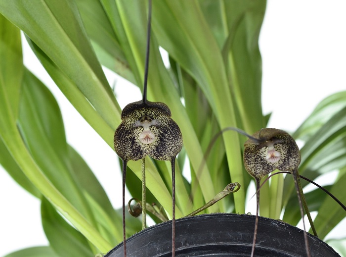 Species Orchid Sooty Dracula