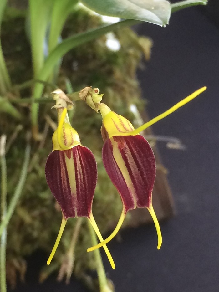 Species Orchid Scaly Masdevallia
