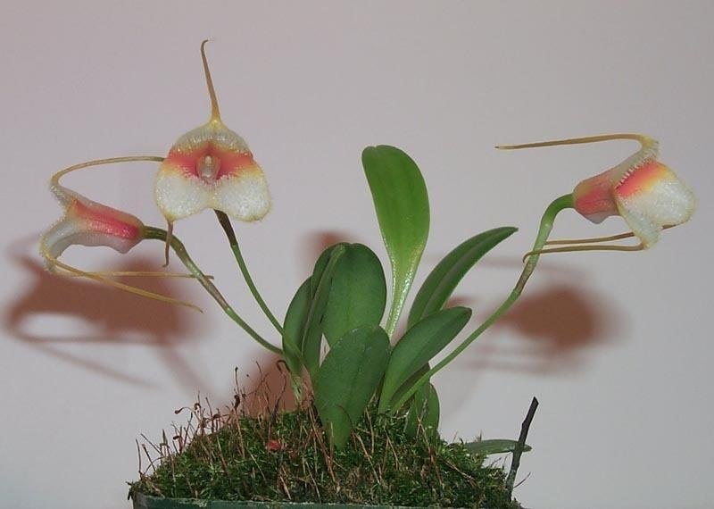Species Orchid Strobels Masdevallia