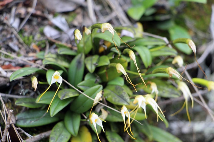 Species Orchid Goiter Carrying Masdevallia