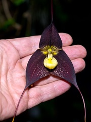 Species Orchid Black Dracula