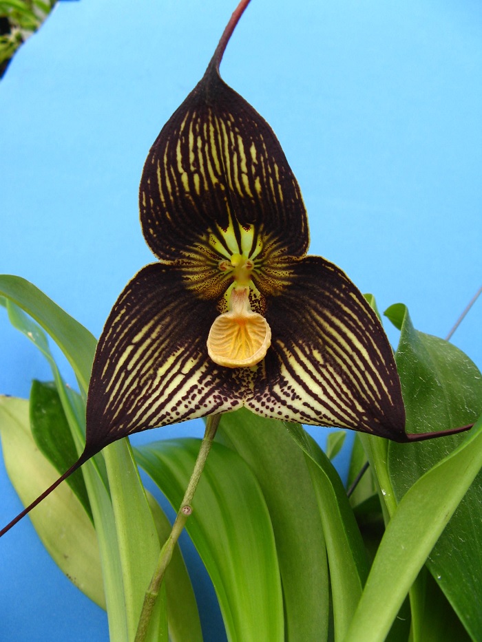Species Orchid Vampire-Like Dracula