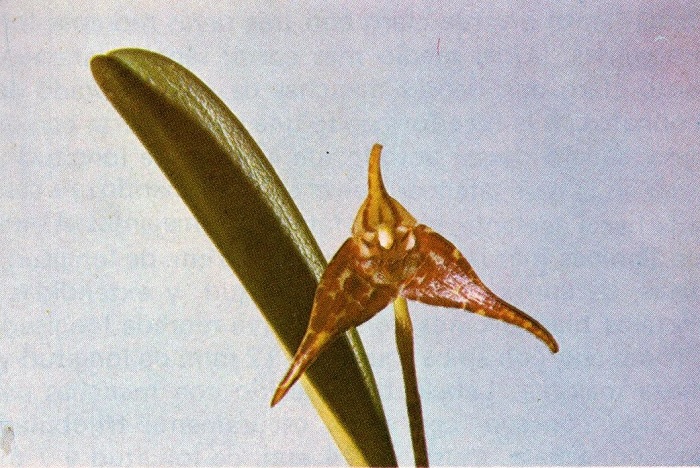 Species Orchid Sumapaz Masdevallia