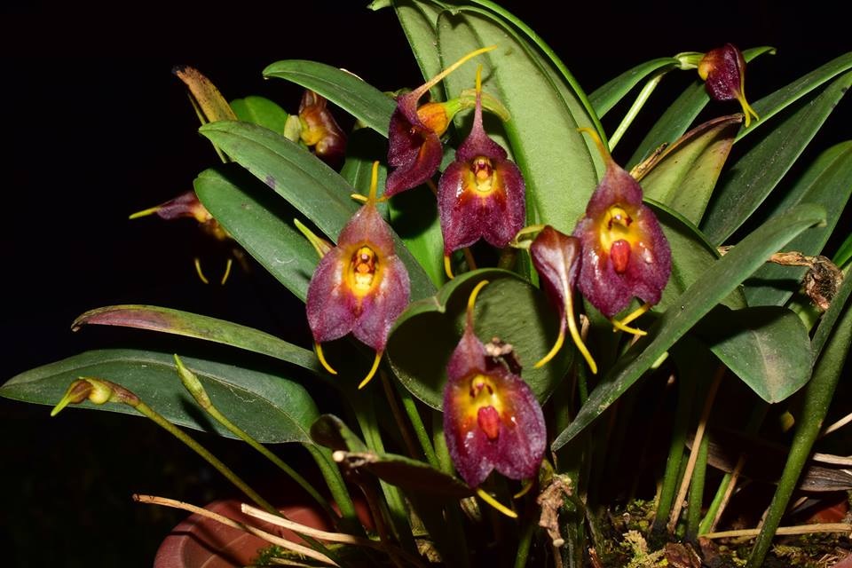 Species Orchid Teagues Masdevallia